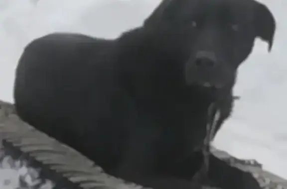 Пропала собака Рэкс возрастом 1 год в Одинцово.