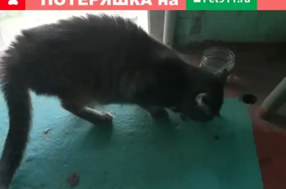 Найдена кошка на ул. Адмирала Нахимова