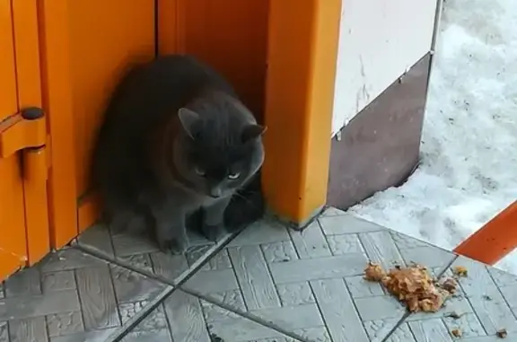 Найдена кошка Кот на ул. Агалакова 66