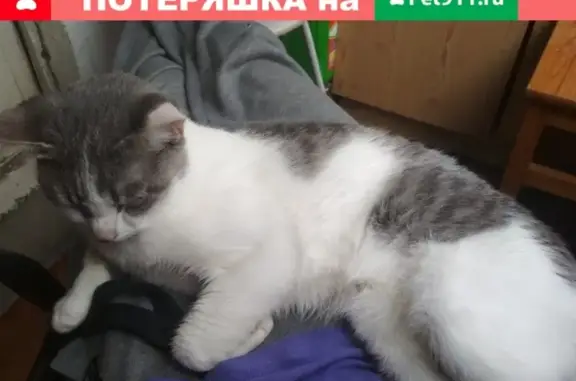 Пропала кошка в Москве, Путевой проезд, 26