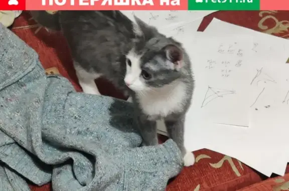 Кошки потеряшки, Казань, фото: Потеряшка кошка в Казани, меньше года, выпущена во двор