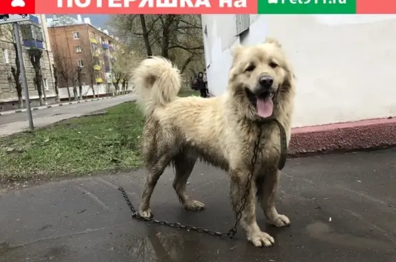 Найдена собака в Химках с ошейником и цепью