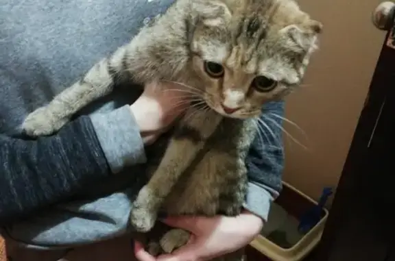 Найдена домашняя кошка в Абакане