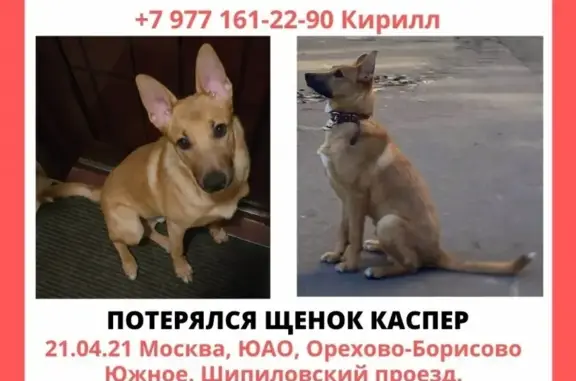 Пропала собака в Москве