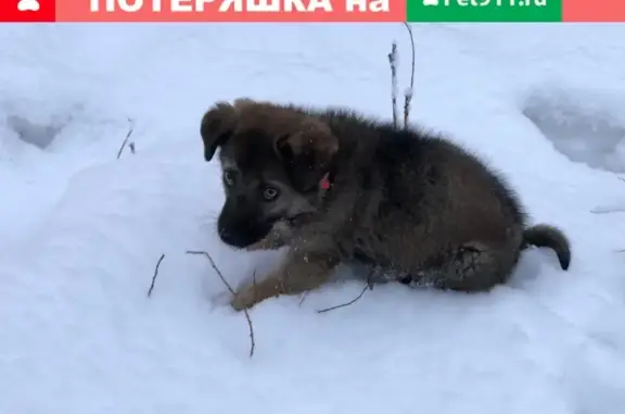 Пропала собака Мальчик в Москве с розовой подушечкой на лапе