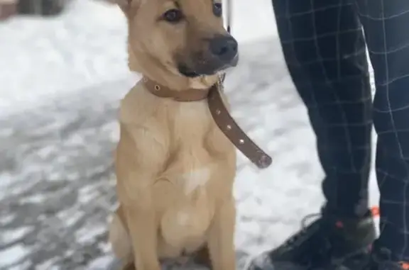 Пропала собака КАСПЕР в Москве.