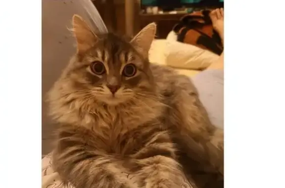 Пропала миниатюрная серенькая кошка в Москве