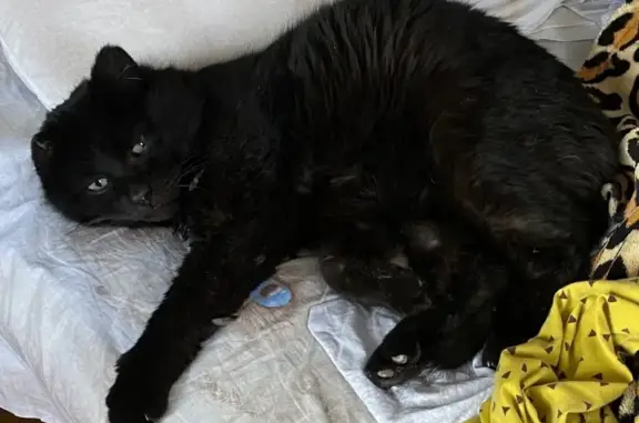 Пропал крупный кот, чёрный, без правого уха и с поломанным хвостом в Москве