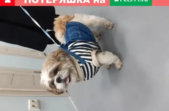 Найдена собака Ши тцу в Орехово-Борисово Южное, Москва