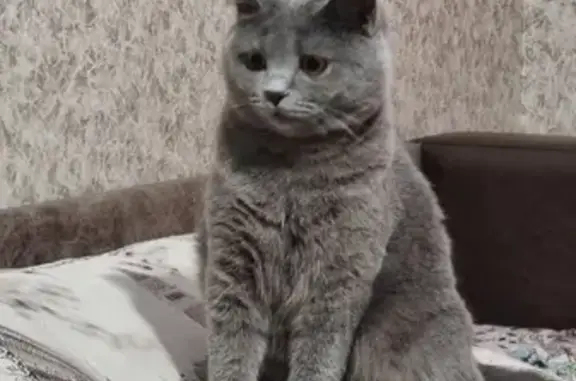 Кошки потеряшки, Казань, фото: Потеряшка британская кошка в Казани