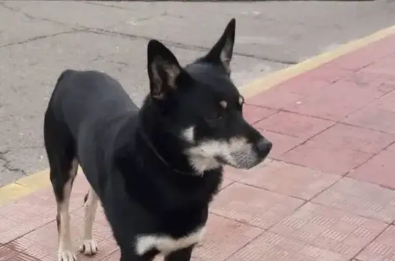 Пропала собака, метро Бибирево, недоверчив