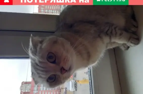 Вислоухая кошка найдена в Санкт-Петербурге