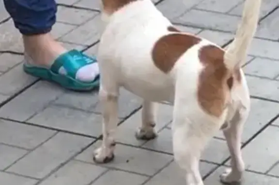 Пропала собака Джабо в районе Жар-птицы, Владикавказ