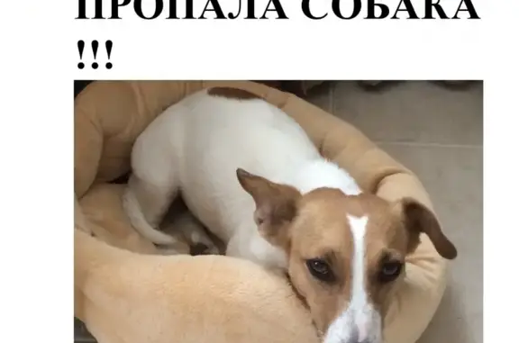 Пропала собака в Деревне Жуковка, Москва