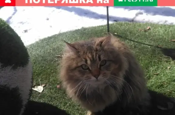 Пропала кошка Муся в пос. Константиново, Домодедово