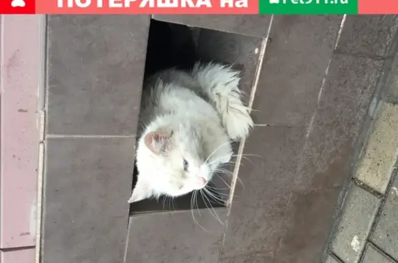 Кошка Белый с разными глазами в Лефортово