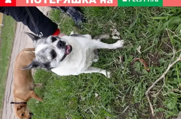 Найдена собака в Энгельсе на Полтавской