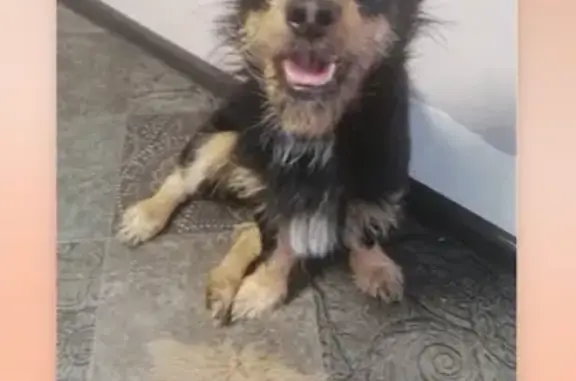 Собаки потеряшки, Новокузнецк, фото: Потеряшка пёсик АЙК на Чулымской улице, Новокузнецк.