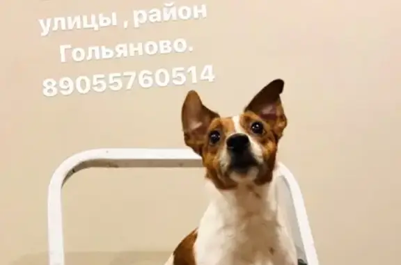 Пропала собака Хлоя, Байкальская ул. 18-1