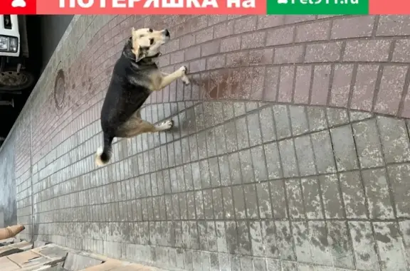 Пропала собака возле метро Владимирская/Достоевская, ул. Колокольная/Дмитровский переулок