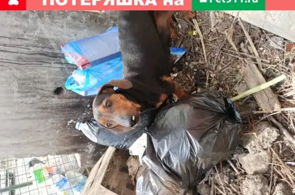 Собака найдена на ул. Гавена, Симферополь
