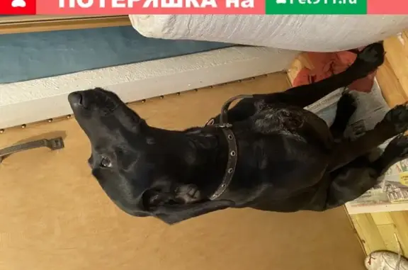 Найдена чёрная собака на ул. Пионерская в Абинске