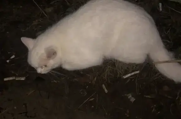 Найдена кошка на Рабоче-Крестьянской, 24