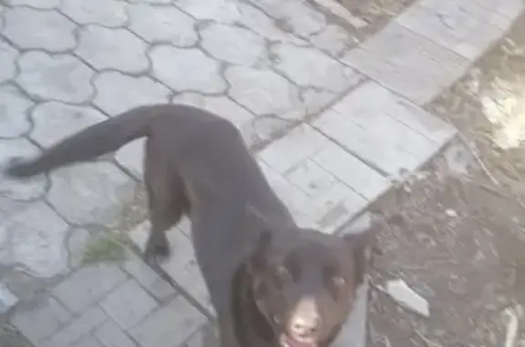 Собака потерялась возле правления садоводства ВЕТЕРАН в Барнауле