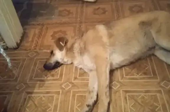 Собака найдена на остановке Калининский универмаг в Уфе