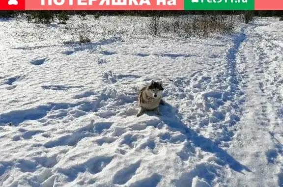 Пропала собака с рисунком на морде в Орехово-Зуево