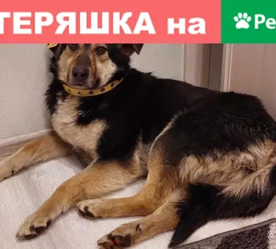 Пропала крупная собака Лялька на Братской улице, Перово
