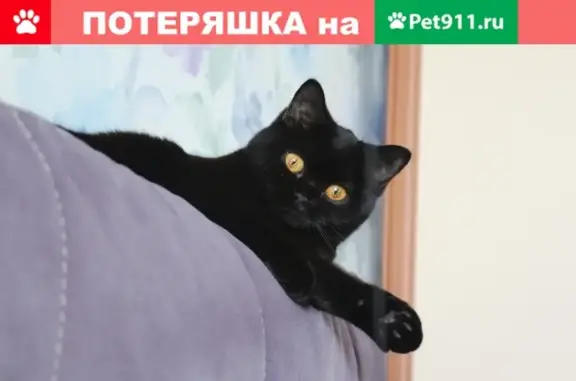 Кошки потеряшки, Набережные Челны, фото: Потеряшка кошка Пуся в Набережных Челнах