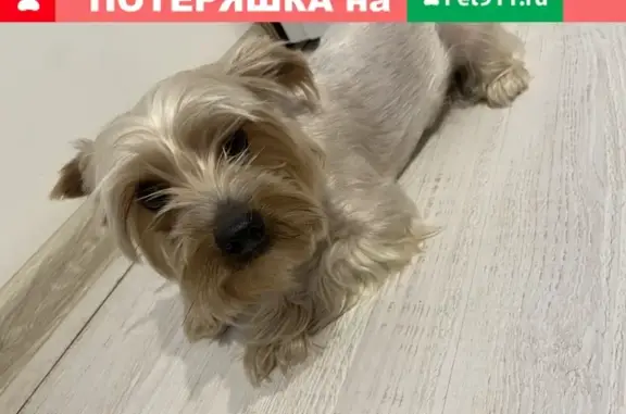 Собака найдена недалеко от СХА в Курске.