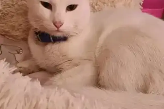 Пропала кошка Белый кот в голубом ошейнике, Саратов