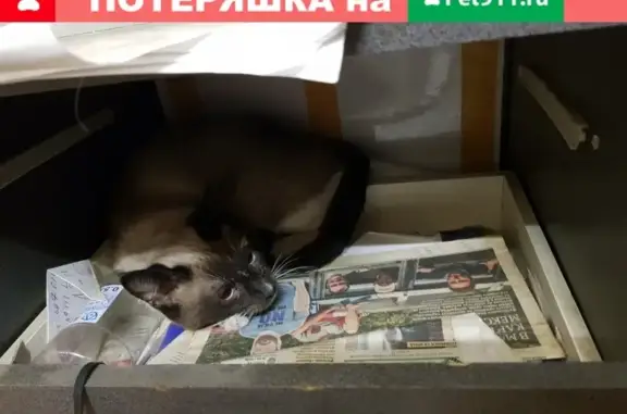 Найдена кошка Сиамский окрас в Москве
