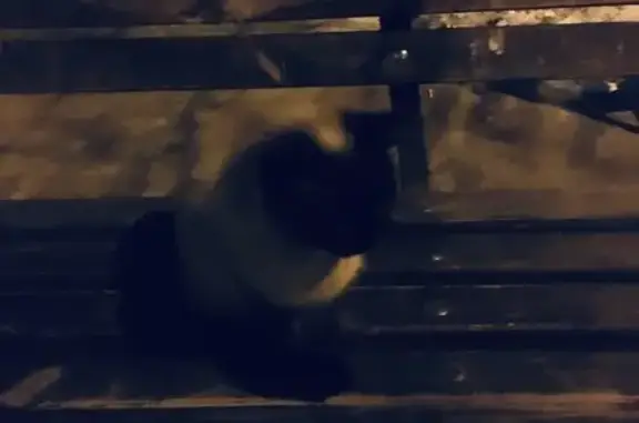 Найдена Сиамская кошка в Волгограде