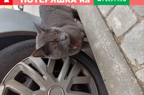 Найдена кошка Кот с фиолетовым ошейником на ул. 60 лет Комсомола, 14к1