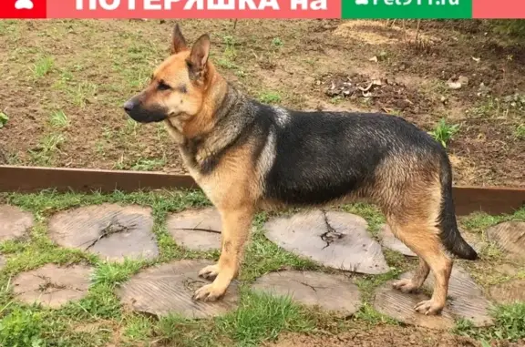 Найдена овчарка без ошейника в Алексеевском
