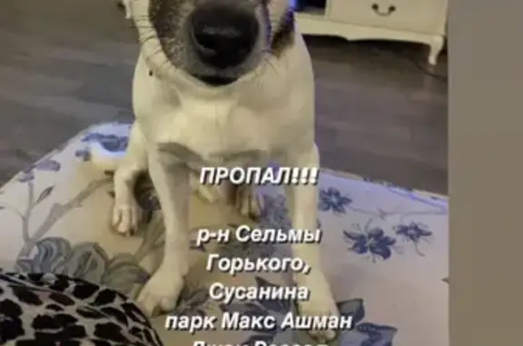 Пропала собака Веня на улице Горького, Калининград
