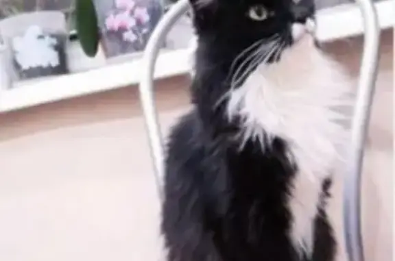 Кошки потеряшки, Ульяновск, фото: Потеряшка пушистая кошка на проспекте Созидателей, 28