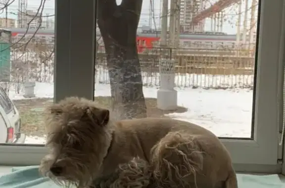 Пропала собака Боба в Тучково, Московская область