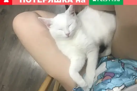 Объявления о пропавших и найденных животных, Саранск, фото: Пропала кошка в Саранске, Гожувская улица, 14