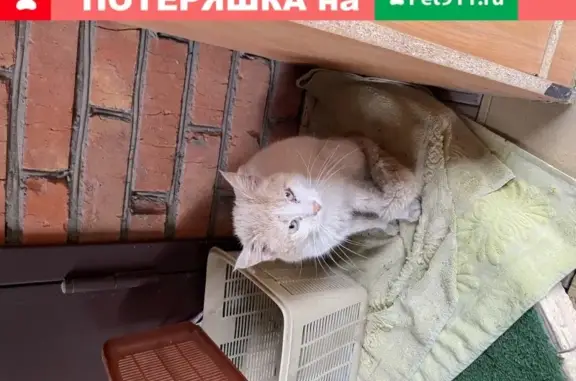 Найден ласковый котик на 1-м Черноморском проезде