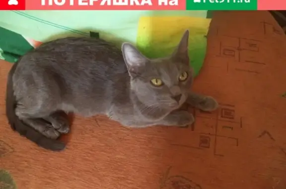 Пропала серебристо-серая кошка на ул. Чернышевского 128