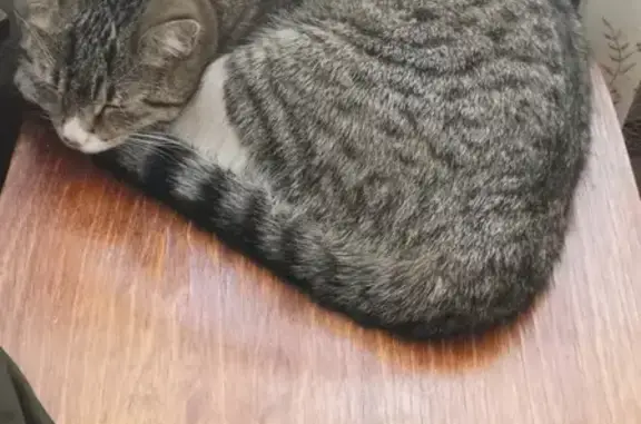 Кошки потеряшки, Владивосток, фото: Потеряшка кошка во Владивостоке (27 символов)