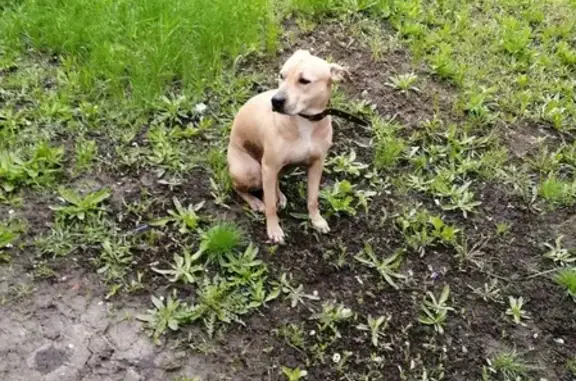 Найдена собака в Ростове с ошейником