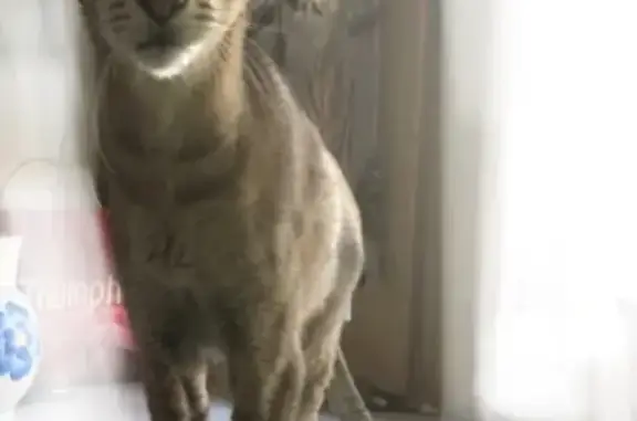 Пропала ориентальная кошка в Москве