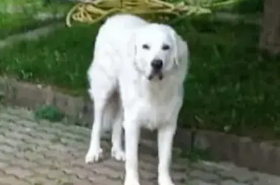Пропала крупная белая собака в Москве.