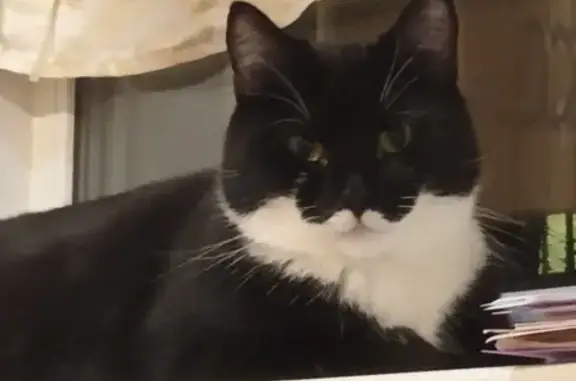 Кошки потеряшки, Санкт-Петербург, фото: Потеряшка кошка Сёма, СПб, ошейник красный