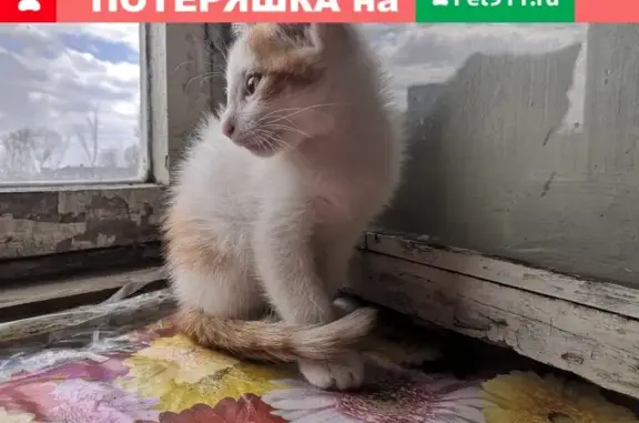Найдена кошка в Железнодорожном районе Хабаровска